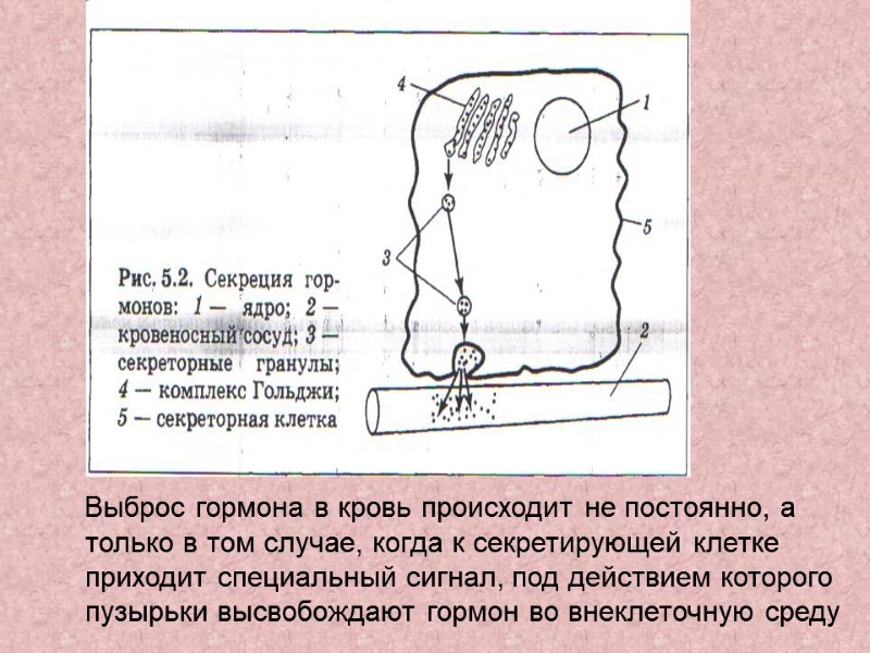 Выброс гормона в кровь происходит не постоянно, а только в том случае, когда к